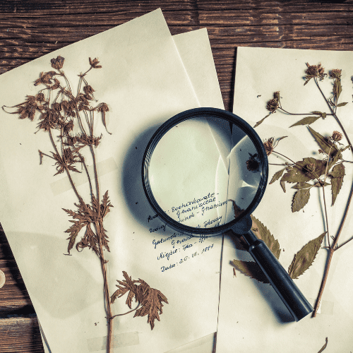 Dried plants on labeled sheets are accompanied by a magnifying glass on a wooden table, suggesting a botanical study or collection.